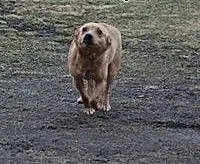Pestka, małe -wielkie psie serce, mazowieckie Nas