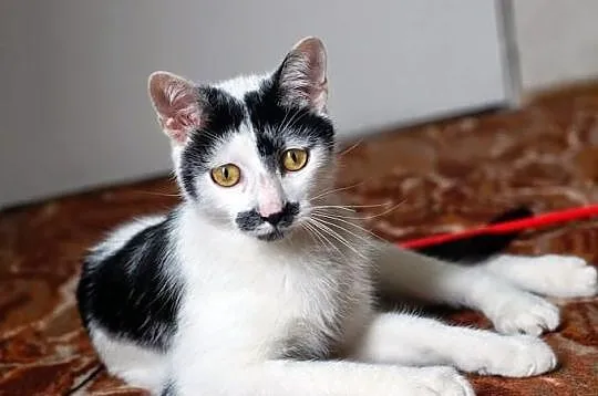 Adolf szuka domu! Agapeanimali