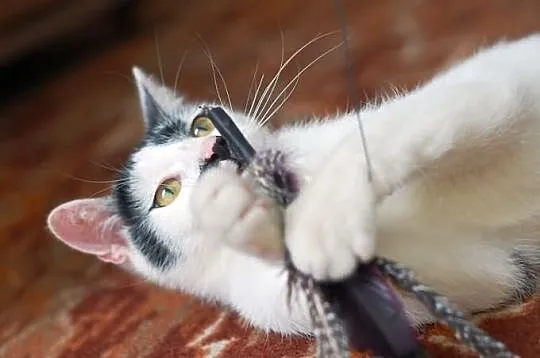Adolf szuka domu! Agapeanimali