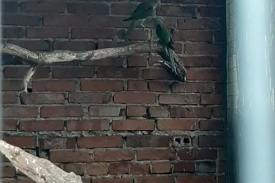 Aleksandretty wielkie papugi, Wielkopolskie, Kościan