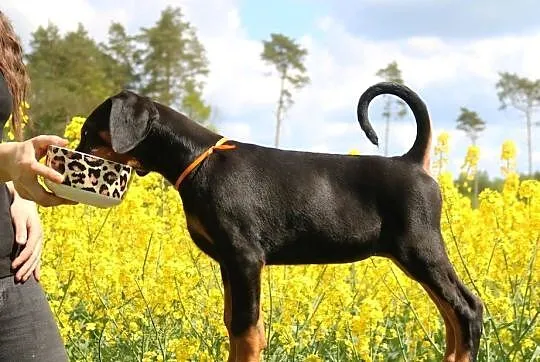 Doberman suczka ZKwP/FCI, Lubuskie, Gorzów Wielkopolski