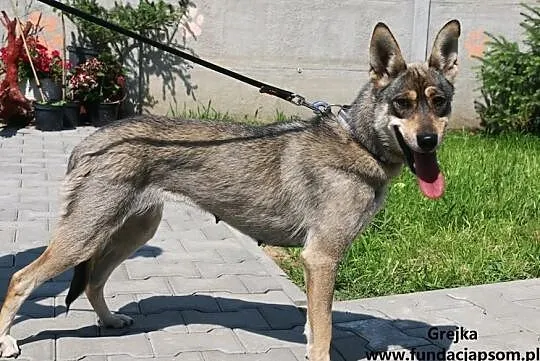 Grejka - wesoła sunia, Mazowieckie, Nowy Dwór Mazowiecki