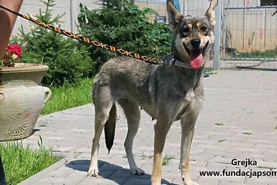 Grejka - wesoła sunia, Mazowieckie, Nowy Dwór Mazowiecki