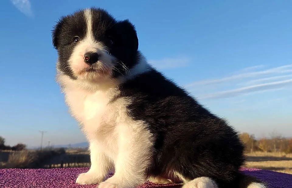 Piękne Szczenie Border Collie - Rasowa suczka z pełną dok., Podkarpackie, Iwonicz