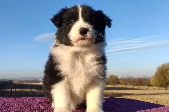 Piękne Szczenie Border Collie - Rasowa suczka z pełną dok., Podkarpackie, Iwonicz