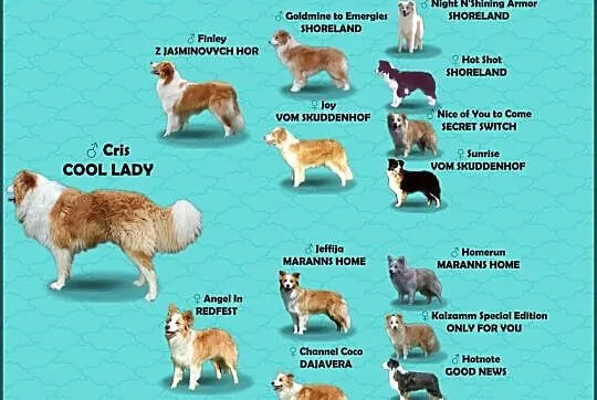 Piękne Szczenie Border Collie - Rasowa suczka z pełną dok., Podkarpackie, Iwonicz