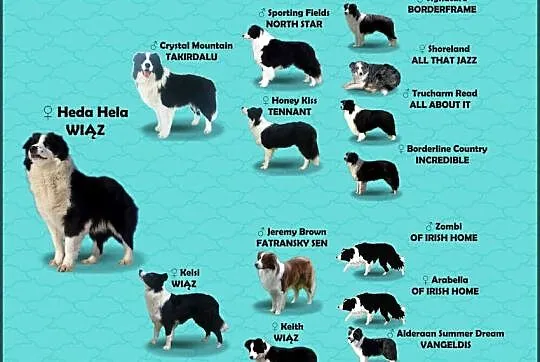 Piękne Szczenie Border Collie - Rasowa suczka z pełną dok., Podkarpackie, Iwonicz