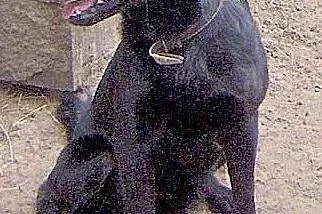Roki mały czarnulek   ,  mazowieckie Warszawa