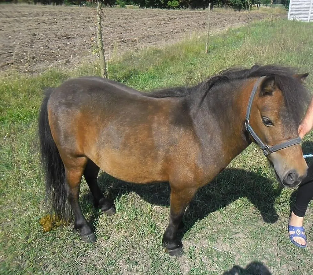 Sprzedam kuckę gniadą!