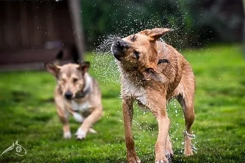 Piękna LORI-do adopcji!,  dolnośląskie Wrocław