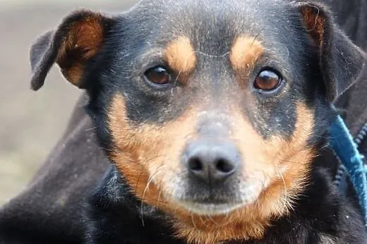 Spokojny, grzeczny, miły piesek Nunuś - adopcja,  małopolskie Kraków