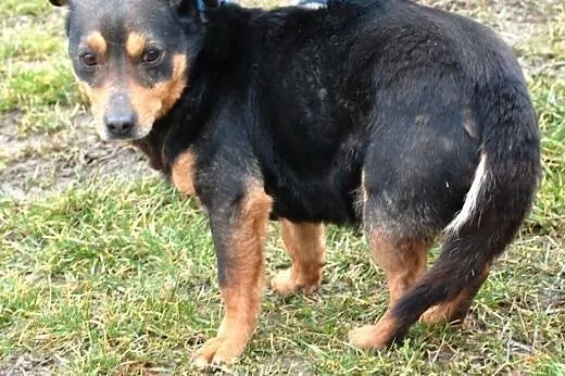 Spokojny, grzeczny, miły piesek Nunuś - adopcja,  