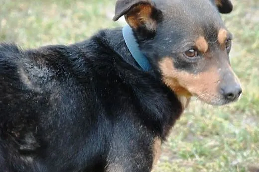 Spokojny, grzeczny, miły piesek Nunuś - adopcja,  