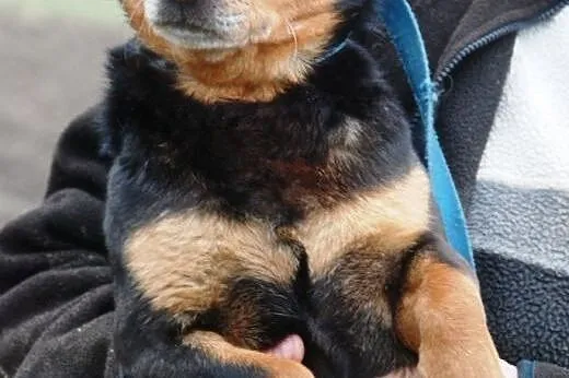 Spokojny, grzeczny, miły piesek Nunuś - adopcja,  