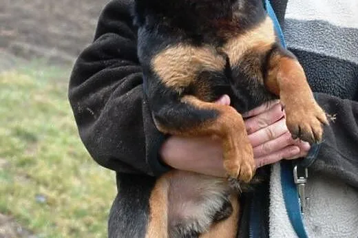 Spokojny, grzeczny, miły piesek Nunuś - adopcja,  