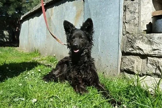 Negra - piękna nieśmiała sunia bez domu,  dolnoślą