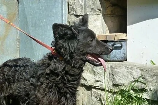Negra - piękna nieśmiała sunia bez domu,  dolnoślą