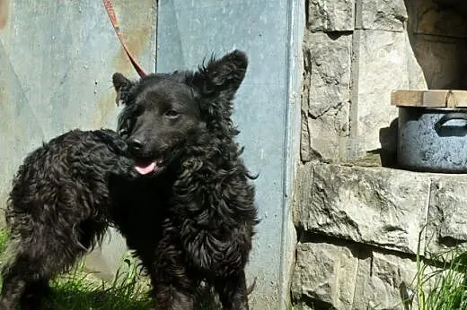 Negra - piękna nieśmiała sunia bez domu,  dolnoślą