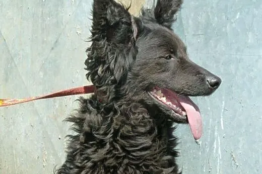 Negra - piękna nieśmiała sunia bez domu,  dolnoślą