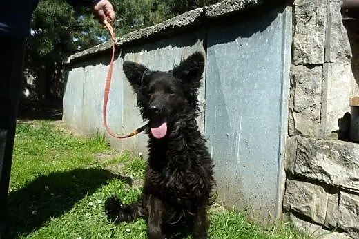 Negra - piękna nieśmiała sunia bez domu,  dolnoślą