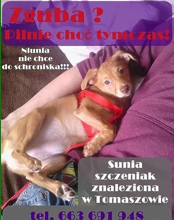 Isia znaleziona w Tomaszowie szuka zgubionego lub