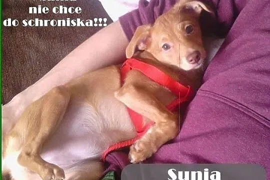 Isia znaleziona w Tomaszowie szuka zgubionego lub 