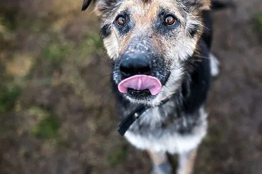 Leo- mix owczarka niemieckiego szuka dla siebie do