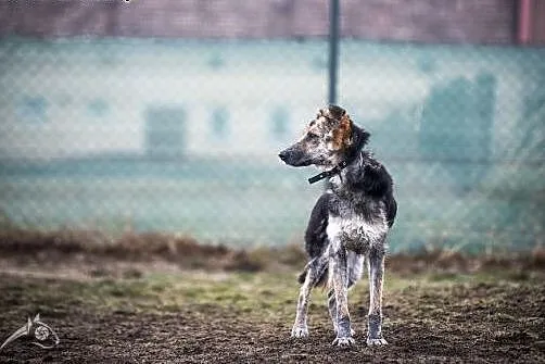 Leo- mix owczarka niemieckiego szuka dla siebie do