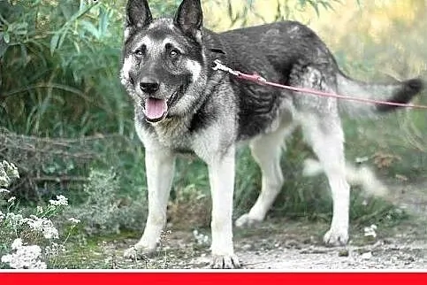 35kg,owczarek niem mix,spokojny,łagodny,zrównoważo
