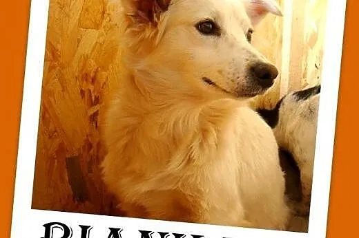 Do domu z ogródkiem,delikatna,łagodna,młoda suczka BIANKA.Adopcja,  dolnośląskie Wrocław