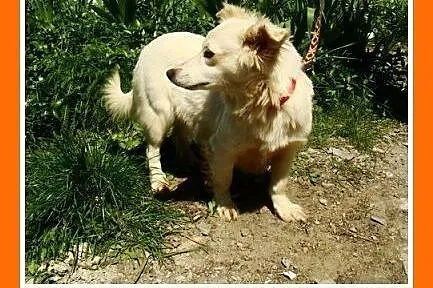 Do domu z ogródkiem,delikatna,łagodna,młoda suczka
