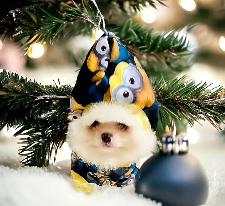 Pomeranian Teddy z Bajki. Hodowla Legalna., Śląskie, Katowice