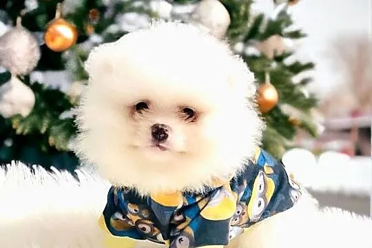 Pomeranian Teddy z Bajki. Hodowla Legalna., Śląskie, Katowice