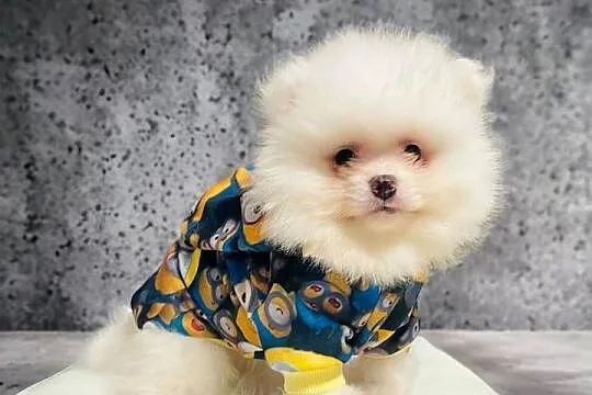 Pomeranian Teddy z Bajki. Hodowla Legalna., Śląskie, Katowice