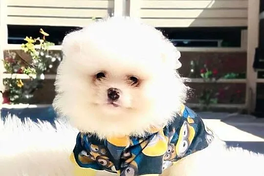 Pomeranian Teddy z Bajki. Hodowla Legalna., Śląskie, Katowice