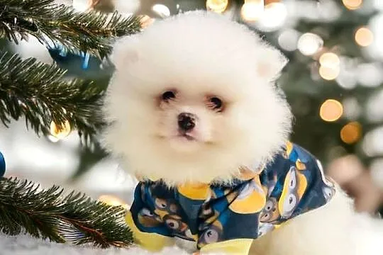 Pomeranian Teddy z Bajki. Hodowla Legalna., Śląskie, Katowice