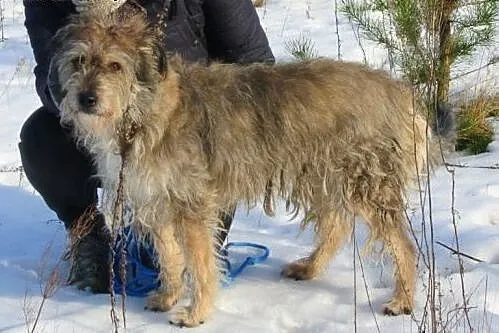 Bros, młody, wyjątkowy pies do adopcji!,  Kundelki cała Polska