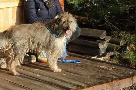 Bros, młody, wyjątkowy pies do adopcji!,  Kundelki