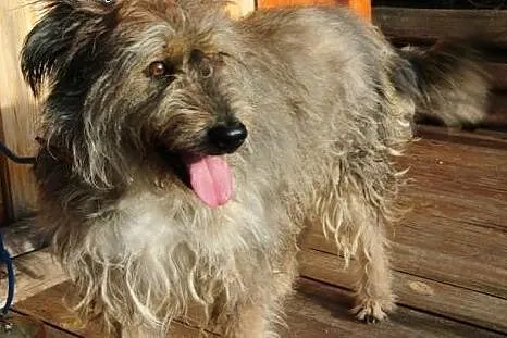 Bros, młody, wyjątkowy pies do adopcji!,  Kundelki
