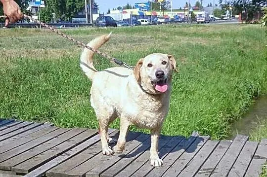 Biszkoptowy labrador pilnie szuka domu