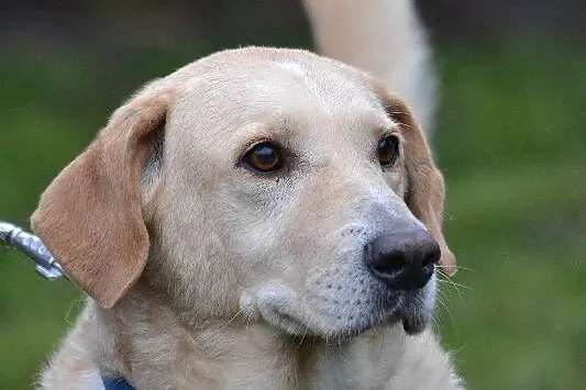 Biszkoptowy labrador pilnie szuka domu