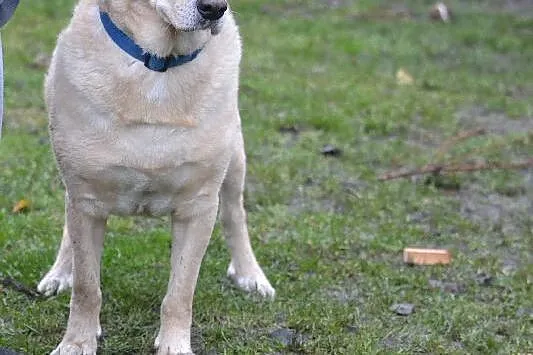 Biszkoptowy labrador pilnie szuka domu