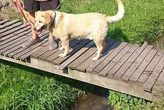 Biszkoptowy labrador pilnie szuka domu