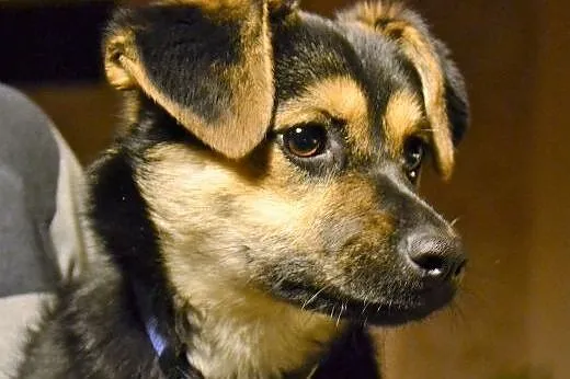 Meggi do adopcji,  Kundelki cała Polska