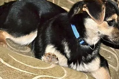 Meggi do adopcji,  Kundelki cała Polska
