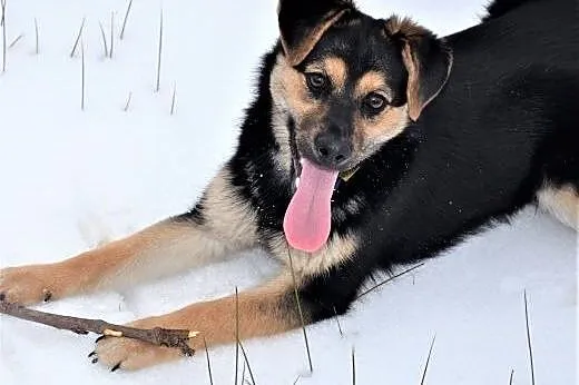 Meggi do adopcji,  Kundelki cała Polska
