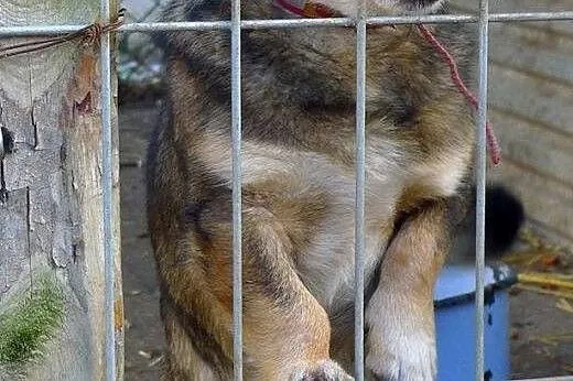 Groszek - maluch drży z zimna - adoptuj, uratuj!, 