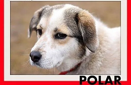 POLAR,mały,młody,wesoły,łagodny piesek,krótkie łap