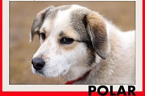 POLAR,mały,młody,wesoły,łagodny piesek,krótkie łap