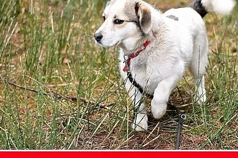POLAR,mały,młody,wesoły,łagodny piesek,krótkie łap